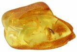 Detailed Fossil Fly (Mycetophilidae) In Baltic Amber #102762-1